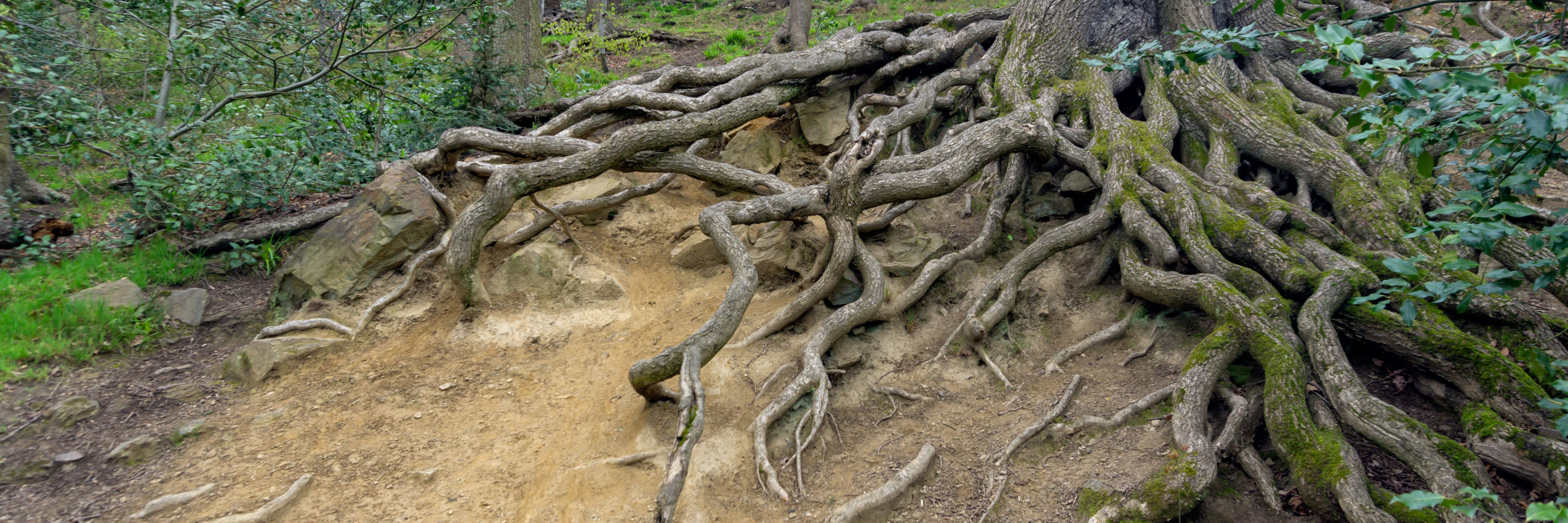 Tree Roots, Endcliffe Park