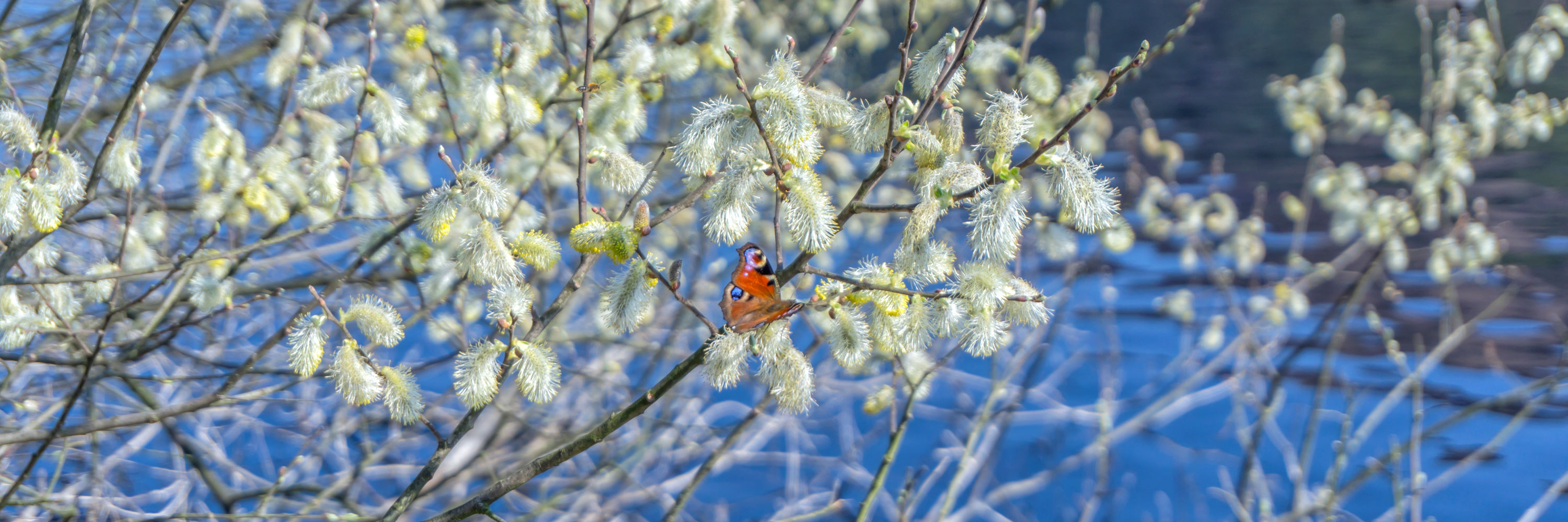 Butterfly, Ladybower