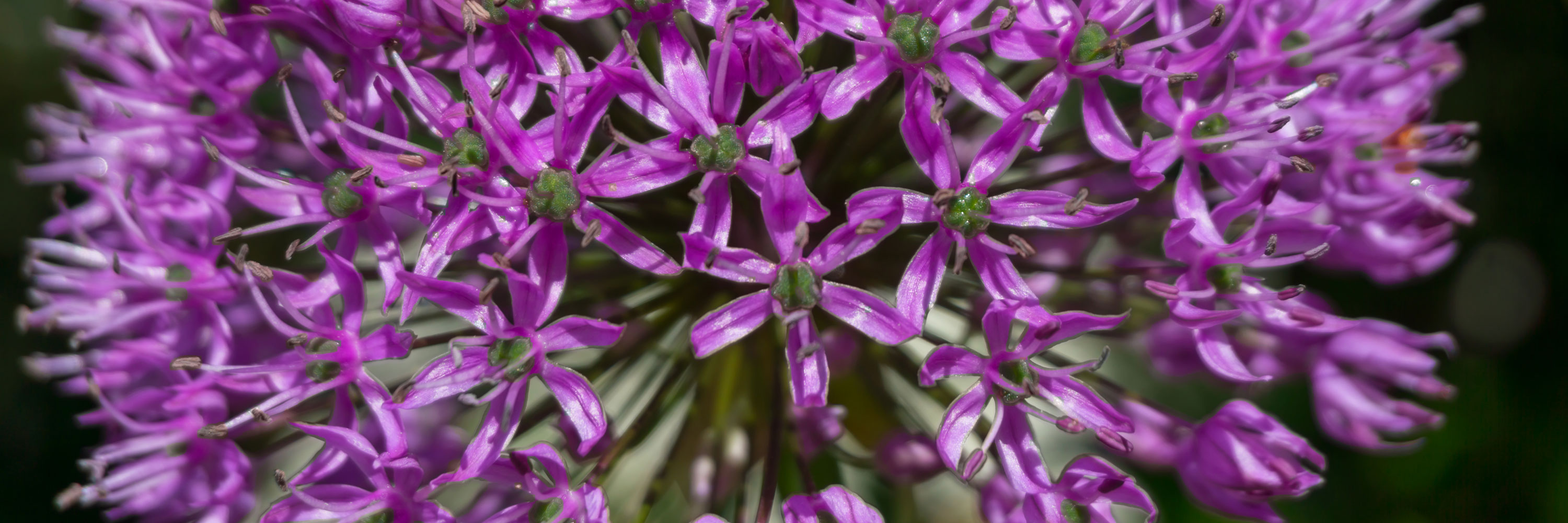 Purple Flowers