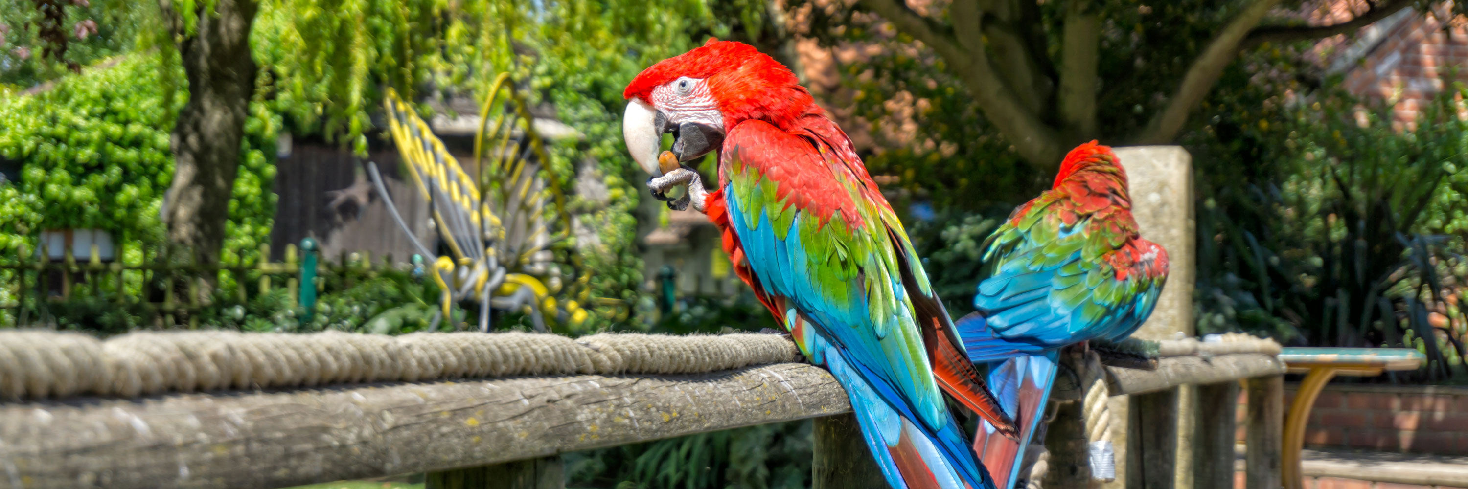 Scarlett Macaw, Tropical Butterfly House