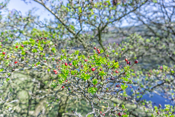 Derwent Valley, Derbyshire