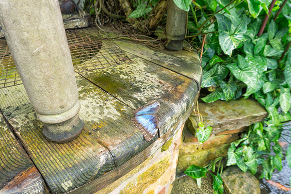 Tropical Butterfly House, Sheffield