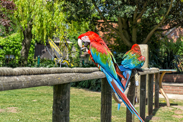 Tropical Butterfly House, Sheffield