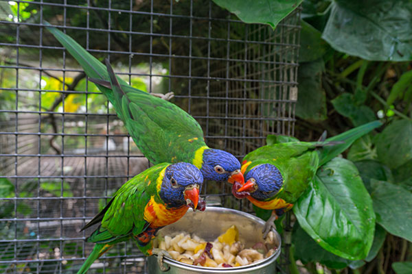 Tropical Butterfly House, Sheffield