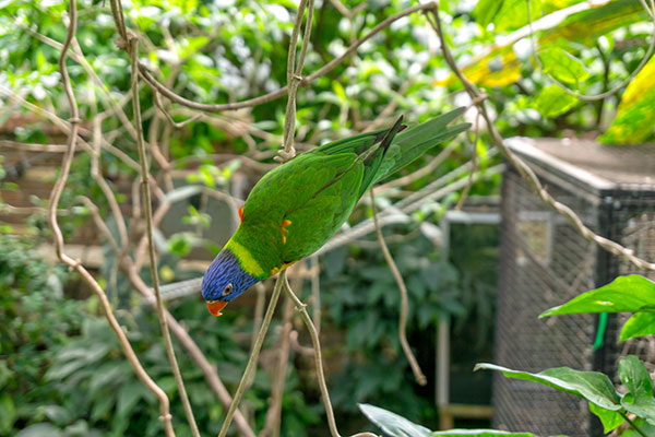 Tropical Butterfly House, Sheffield